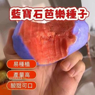 🌷藍寶石芭樂種子 紅心芭樂西瓜芭樂土芭樂珍珠芭樂番石榴種子芭樂樹種子多年生特色水果種子