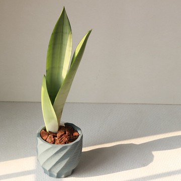 植栽 盆栽 l 名刀出鞘銀后虎尾蘭 六款顏色泥盆 室內植物 強散光