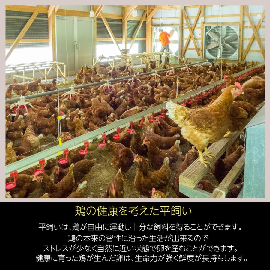  卵 平飼い卵 ここたま 30個 朝取 M L LL サイズ混合 JGAP 自家配合飼料 地下水 福島県