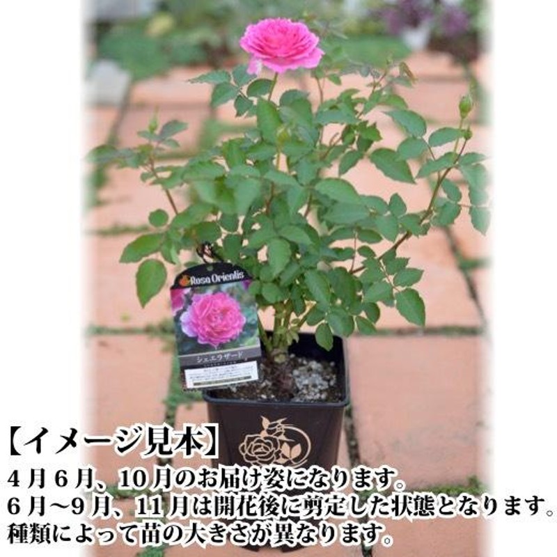 送料無料 メアリー レノックス6号鉢 秋大苗予約 鉢植え バラ 薔薇 ロサ