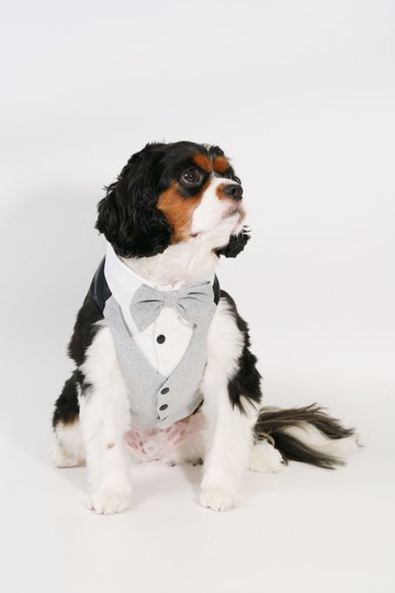 灰色背心西裝 寵物衣