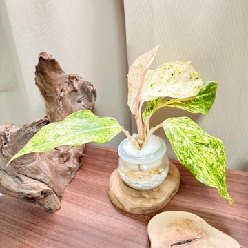 《Kamata🌈》🍀青蘋果粗肋草🍀觀葉植物 室內植物 居家辦公室 綠化空氣 好養殖/裸株