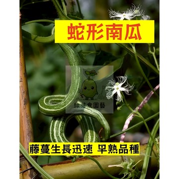 🌱早熟高產 蛇形南瓜種子NG-13  藤蔓生長迅速 早熟品種 金瓜  易生長  高產 抗病抗旱易種植 高產爬藤蔬菜種子