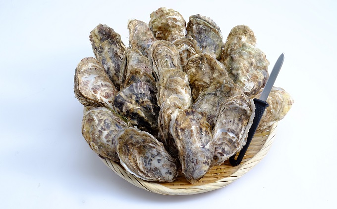  北海道 サロマ湖産 加熱用 殻付き牡蠣貝（2年貝）4kg カキ 牡蠣