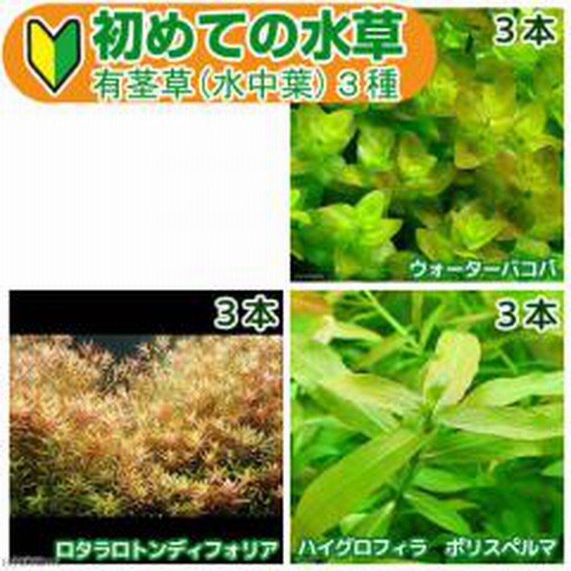 水草 初めての水草 有茎草 水中葉 ３種 １パック 説明書付 北海道航空便要保温 通販 Lineポイント最大1 0 Get Lineショッピング