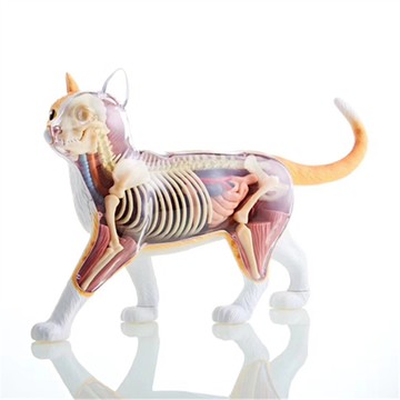 4D MASTER 猫の解剖模型 約25cm 4D MASTER 猫の解剖模型 約25cm 生き物・恐竜