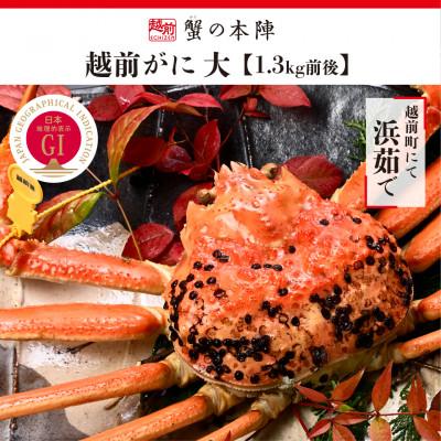 ふるさと納税 越前町 冬の日本海の味　浜茹で11月〜翌3月順次発送