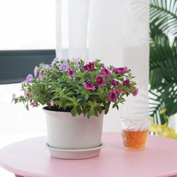 創意個性仿陶波紋花盆大號特大號帶托盤簡約家用陽臺綠蘿多肉花盆