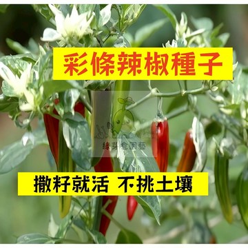 🌱早熟高產 🌶️彩條辣椒種子LJ-58 適應性高 不挑土壤四季 分枝強壯 生長勢快 抗病性強 易種植田栽庭院盆栽蔬菜種子