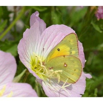 ❀台灣當天發貨❀月見草種子 耐寒花耔 多年生草本花 繁殖能力強 適合花盆 庭院 公園 道路種植種子