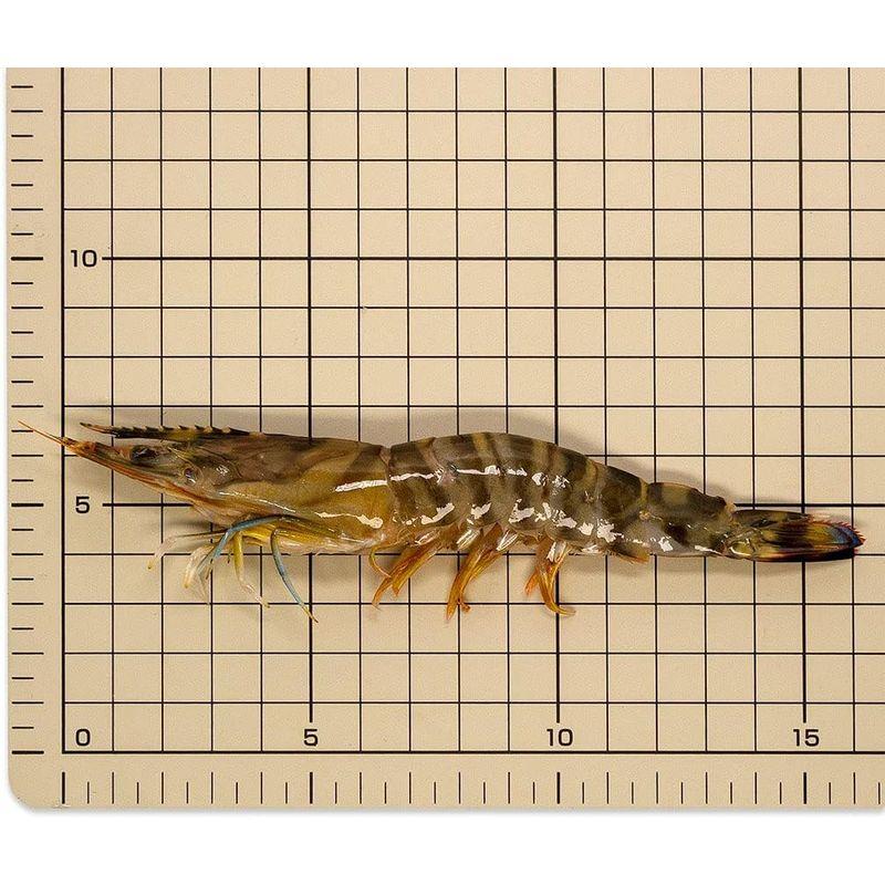 国産・活〆車えび(プロトン凍結) 10尾(計250g)