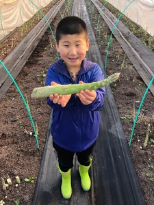 北海道産 春採り グリーン アスパラガス 1kg 極太4Lサイズ