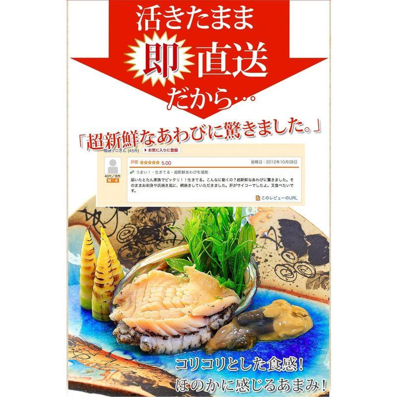 活蝦夷あわび（50g前後）1枚 活き物のため配送日時のご指定をお願いします。