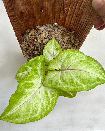 【白玉合果芋】植物上板 情人節禮物 生日禮物 觀葉植物 室內植物