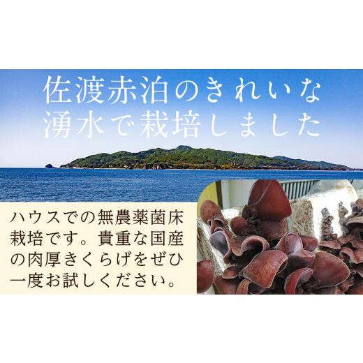 ふるさと納税 新潟県 佐渡市 乾燥＠きくらげ　4パック