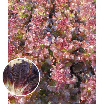 【拈花微笑】紅皺葉萵苣｜種子｜1g｜非基因改造種子｜蔬菜｜蔬果｜有機無毒｜高發芽率