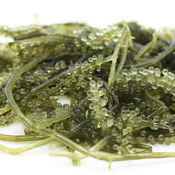 海ぶどう 塩水漬け 茎付き 40g×2袋 （メール便）　 平良商店