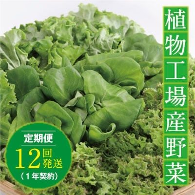 植物工場産野菜・お徳用12セット(1年契約)1セット×12回