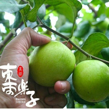 【棗樂子】檜木蜜棗5斤手提禮盒4盒組