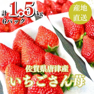 ふるさと納税 唐津市 1.5kg 山の斜面で十分な日光を浴びた苺!2024年3月より順次発送