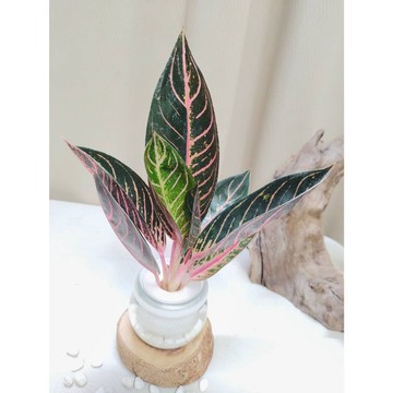 《Kamata🌈》☘️水耕 如意吉祥粗肋草 胖胖玻璃(含原木底座)☘️粉梗紅脈彩葉草 觀葉植物 室內植物
