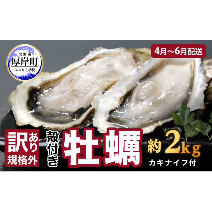 4月～6月配送 訳あり ハーフ 規格外 牡蠣 北海道厚岸産 殻付カキ 約2kg（11～25個）カキナイフ付 生食