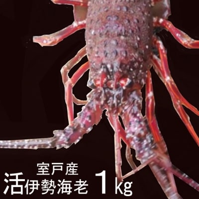 室戸産活伊勢エビ1kg