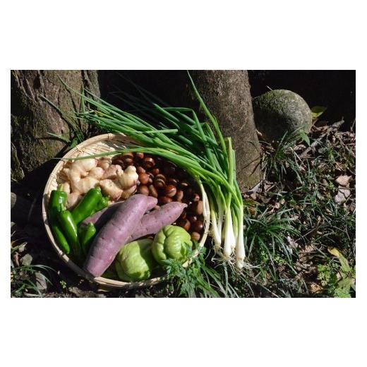 ふるさと納税 高知県 越知町 越知産市の季節の野菜セット(年3回発送)　産地直送　旬野菜