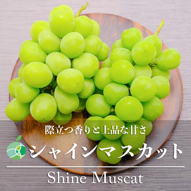 シャインマスカット　ぶどう　贈答用　秀　約1kg　2房　長野県産　御歳暮　お歳暮　フルーツ　ギフト