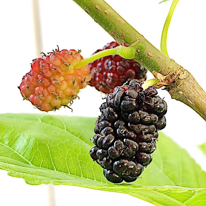 桑 苗木 ビクトリア 10 5cmポット苗 くわ 苗 クワ 通販 Lineポイント最大0 5 Get Lineショッピング