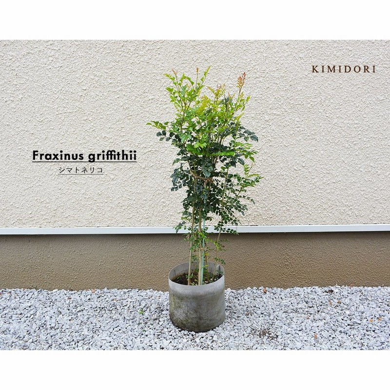 シマトネリコ 約110 1cm 1本 人気 おしゃれ 観葉植物 鉢植え 花 植木 シンボルツリー 目隠し 庭木 ガーデニング エクステリア 園芸 常緑 常緑樹 新築 記念樹 通販 Lineポイント最大1 0 Get Lineショッピング