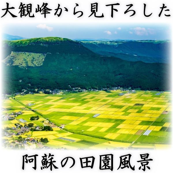 お米 米 10kg 白米 熊本県 阿蘇産 こしひかり あすつく 新米 令和5年産 コシヒカリ 5kg2個 くまもとのお米 富田商店 とみた商店