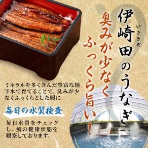 ふるさと納税 a5-223 鹿児島県産 伊崎田のうなぎ蒲焼 中＜150g以上＞× 2尾(計300g以上)  鹿児島県志布志市