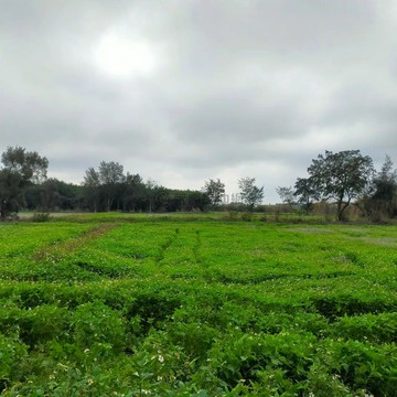 近觀音國小、甘泉寺農業區及住宅區用地｜桃園市觀音區甘泉段