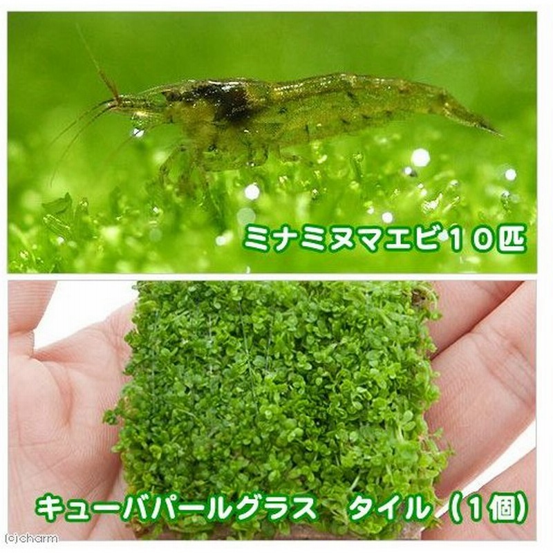 エビ 水草 ミナミヌマエビ １０匹 キューバパールグラス タイル 無農薬 １個 北海道 九州航空便要保温 通販 Lineポイント最大0 5 Get Lineショッピング