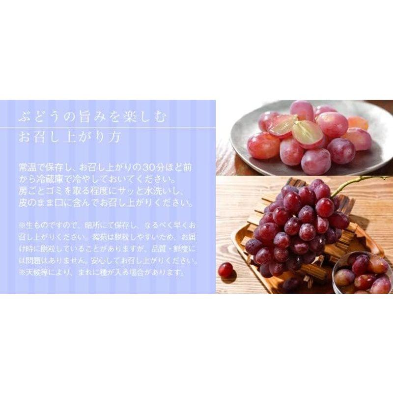 お歳暮 ぶどう 紫苑 しえん 優品 3〜6房 2kg 岡山県産 ＪＡおかやま 葡萄 ブドウ