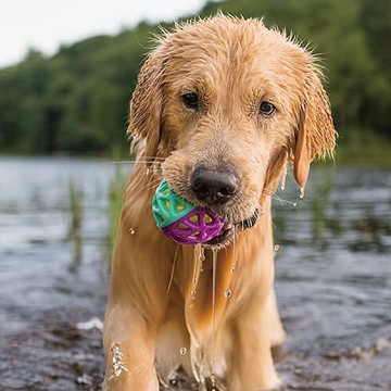 寵物玩具 戶外防水 GoGo星體球