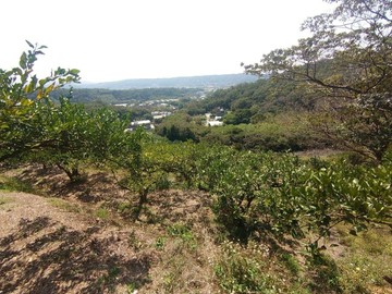 【南平段】臨路 寬闊視野 休閒美農地｜新竹縣新埔鎮南平段