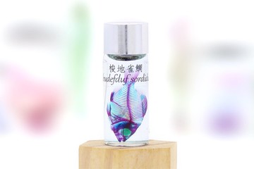 透明生物標本 - 梭地雀鯛 Abudefduf sordidus 【網路限定】