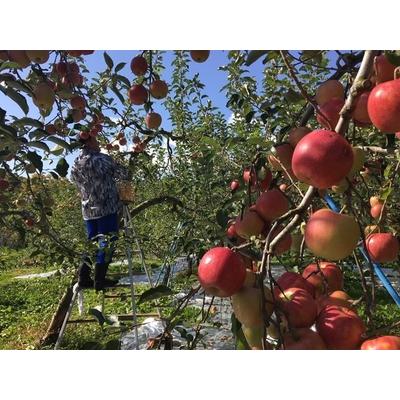 ふるさと納税 りんご葉とらずサンふじ3kg 青森県五所川原市