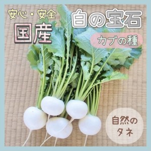 「白の宝石」 カブの種 家庭菜園 種 化学肥料 農薬不使用で栽培 タネ カブ 野菜