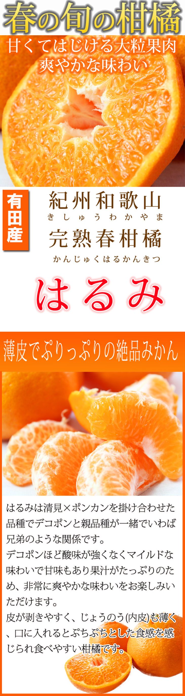 果肉ぷりぷり!完熟はるみ 5kg ※2024年2月上旬頃〜2月下旬頃に順次発送予定 ※着日指定不可