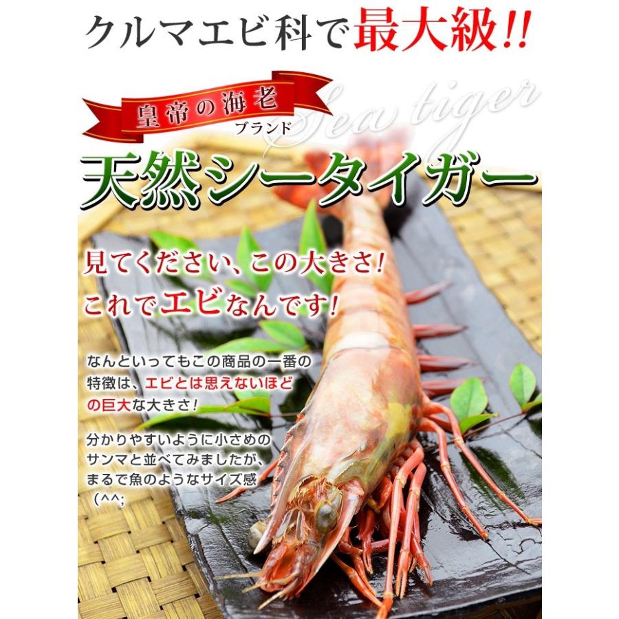 特大 冷凍 シータイガー ジャンボエビ 皇帝の海老 有頭えび 単品 1尾150-179g 約27-28cm 個包装 お歳暮 ギフト 御歳暮 お年賀 海鮮 年末年始 ごちそう