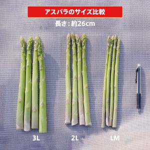 朝採り直送　春芽グリーンアスパラガス（2L）１.2kg　BT02