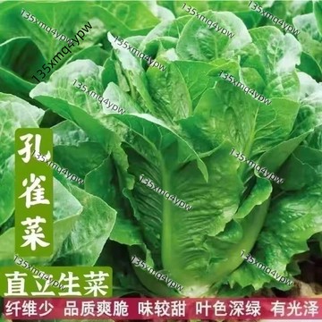 台灣現貨 孔雀菜種子（500粒）四季火鍋沙拉必備｜30天速收！耐熱抗蟲｜台灣農改場推薦｜陽台新手友善｜免催芽直接種