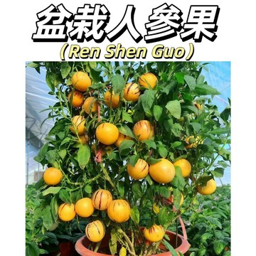 嘉儀現貨（盆栽人參果種子）優質奶香人參果種子長壽果種籽 特色水果種子 營養豐富 香甜爆汁 香味濃郁 四季陽台庭院盆栽果樹