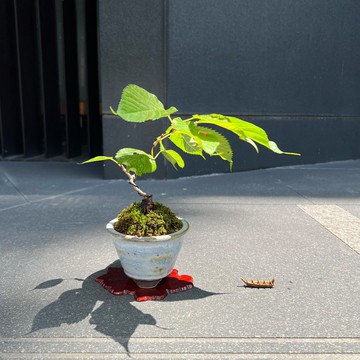 松前花笠櫻 ハナガサ∣小品櫻花盆栽 B
