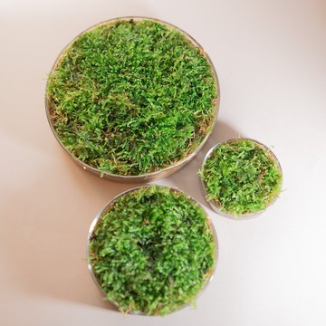 苔蘚草原上的歡樂動物