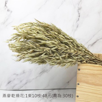 進口乾燥天然燕麥-乾燥花圈 乾燥花束 不凋花 拍照道具 室內擺飾 乾燥花材 裝飾插花鄉村風-48元