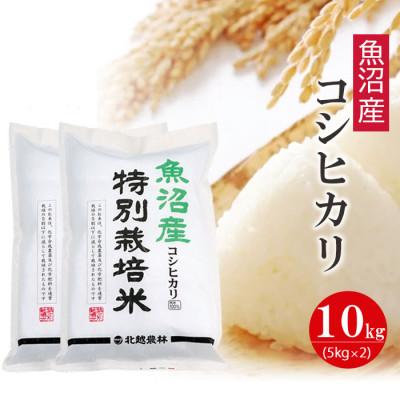 ふるさと納税 新潟県 魚沼産コシヒカリ 特別栽培米10kg 令和5年産